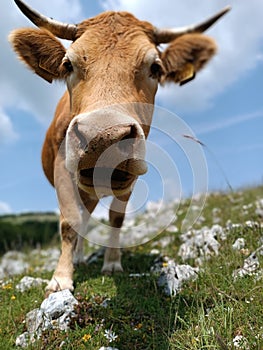 A nice close up of a cute curious cow photo