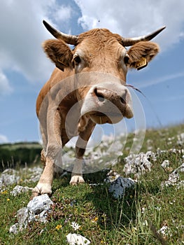 A nice close up of a cute curious cow photo