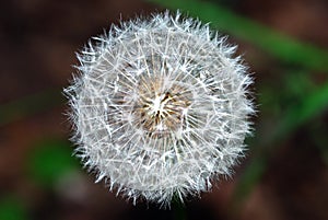 Close-up of a dandelion in filed photo