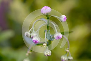Nice close-up of Erigeron Flowers Bud