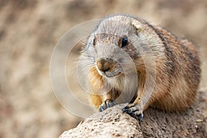 A nice close up of a prairie dog in animal park Wildlands, Emmen, Netherlands