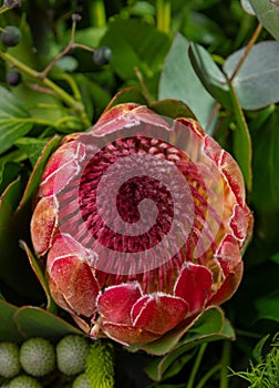 Nice closeup giant protea