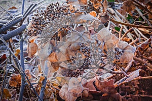 Nice closups dry Hortensia in sepia color covered with white hoarfrost.