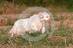 Nice clumber spaniel running