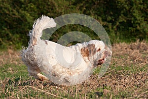 Nice clumber spaniel running