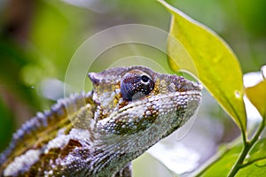 Nice colorful chameleon, cameleon lizard
