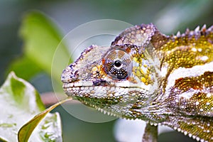 Nice colorful chameleon, cameleon lizard