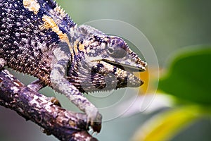 Nice colorful chameleon, cameleon lizard