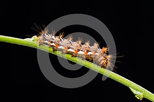 Nice colorful furry caterpilllar on green stem with black background