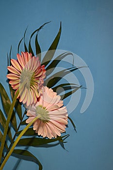 The nice colorful gerrberas  on a palm leaaf