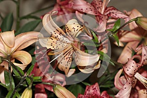 Nice colorful lily blossom