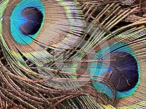 Nice colorful peacock feathers, close up view, natural texture, decorative background.