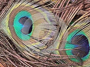 Nice colorful peacock feathers, natural texture, decorative background.