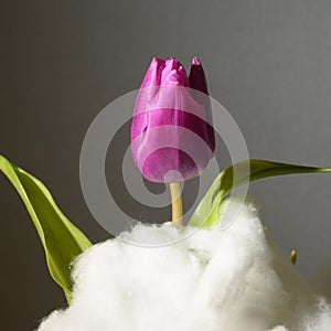 The nice colorful tulip close up on a clouds photo