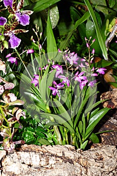 Nice colorfull orchidea floret
