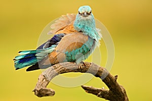 Nice colour light blue bird European Roller sitting on the branch with open bill, blurred yellow background