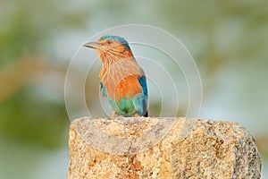 Nice colour light blue bird Indian Roller sitting on the stone with orange background. Birdwatching in Asia. Beautiful colour bir