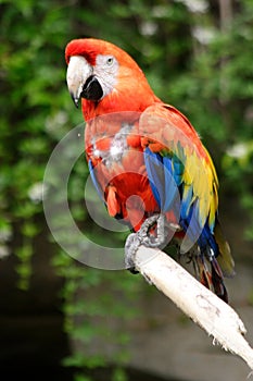 Nice coloured parrot