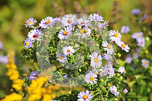 Nice colourful collection of flowers