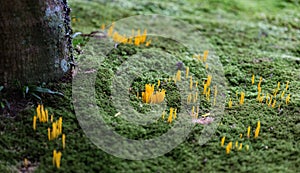 Nice colourful presences in a japanese garden photo