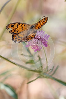 Nice composition with bokeh of LasiommataMegera butterfly