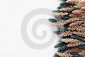 Nice composition made of beige and black wheat leaves isolated on white background