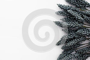 Nice composition made of black wheat leaves isolated on white background