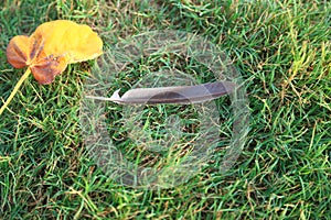 Nice composition of a yellow plant leaf and a bird feather on green grass background. Closeup view.