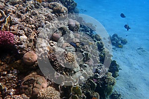 nice coral reef in the Egypt, Safaga