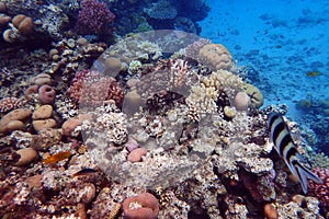 nice coral reef in the Egypt, Safaga