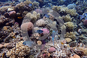 nice coral reef in the Egypt, Safaga