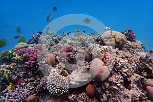 nice coral reef in the Egypt, Safaga