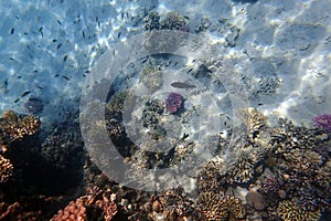 nice coral reef in the Egypt, Safaga