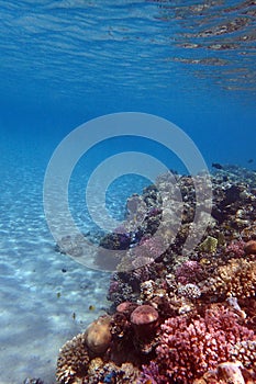 nice coral reef in the Egypt, Safaga