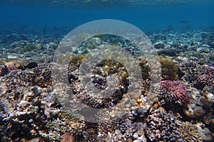 nice coral reef in the Egypt, Safaga