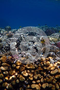 nice coral reef in the Egypt, Safaga