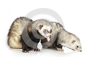 Nice couple of ferrets on white background