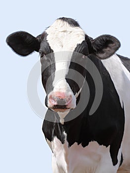 Nice cow