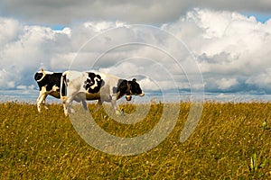 Nice Cows on the Feldberg in Germany Black forest.