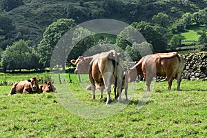 Nice cows in field