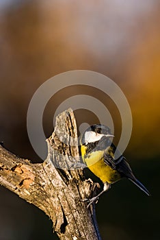 Nice curious male great-tit avian sitting on dry twig