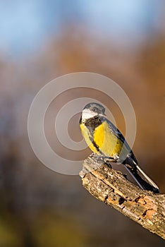 Nice curious male great tit avian sitting on dry twig