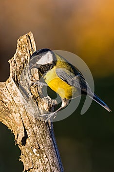 Nice curious small great-tit avian sitting on dry twig