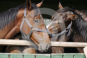 Thoroughbred young horses looking over wooden barn door in stable at ranch on sunny summer day