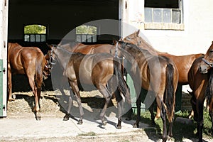 Thoroughbred young horses looking over wooden barn door in stable at ranch on sunny summer day