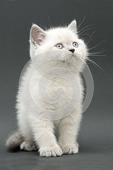 Nice cute british kitten