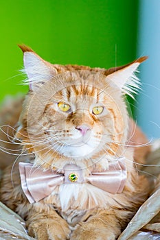 Nice Cute Cat wearing Butterfly Tie