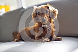 A nice and cute cute teckel dog at home