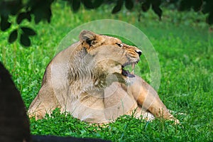 Nice and cute young female lioness Panthera leo when resting, she roars into the distance