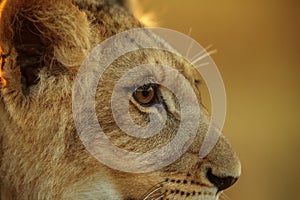 Nice and cute young lioness Panthera leo portrait from the side